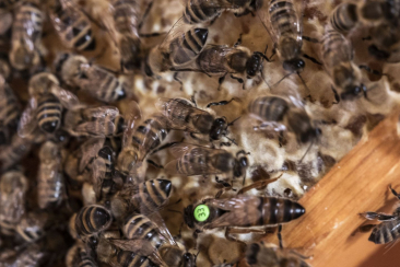 Alt-Text-Länge prüfen Nahaufnahme eines Bienenstocks mit zahlreichen Honigbienen auf den Waben und einer grün markierten Bienenkönigin in der Mitte des Volkes.